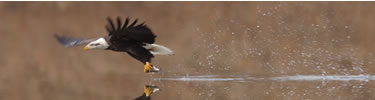 bald eagle catching fish - photo by Jason Crader